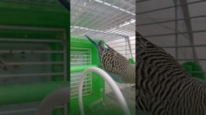 стрим попугай подписывайтесь