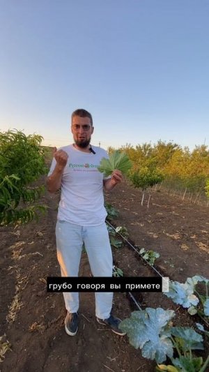 Как защитить кабачки и тыкву без тяжёлых препаратов