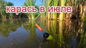 Рыбалка на карася в июле: как клюёт и что нужно знать
