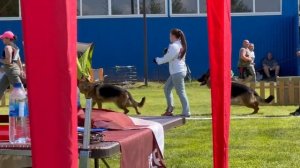 ЮНИОРЫ КОБЕЛИ / КЧК БРОННИЦЫ 24 мая`25 F.Bogoeski, О.Васильев Моно немецких овчарок