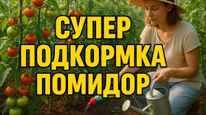 Супер подкормка для помидор: попробуйте и удивитесь!