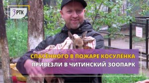 Спасённого в пожаре косулёнка привезли в читинский зоопарк