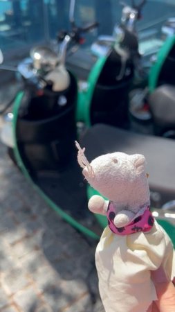 Мопед мечты для Бушы! 🐭🛵 Удастся ли ей прокатиться?"