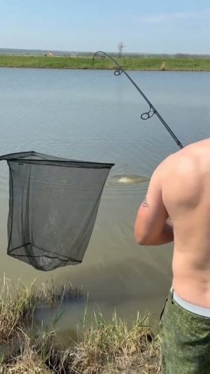 #carpfishing #carp #сазан #карп