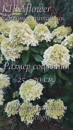 Гортензия Лайм Лайт. Она словно "сон в летнюю ночь", где каждая деталь продумана природой до мелочей