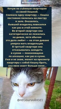Она явно знает больше меня... #кошки #котики #кот