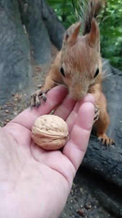 Как я поймал белку