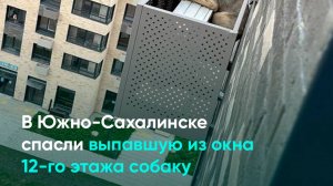 В Южно-Сахалинске спасли выпавшую из окна 12-го этажа собаку