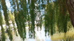 Подворье женского монастыря  Всецарица.