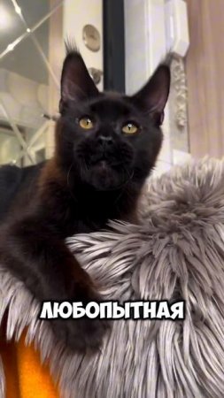 Камелия