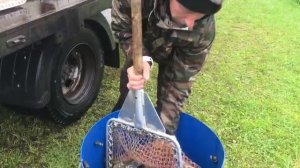 привоз карпа на большой водоём