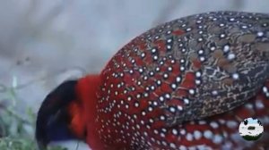 Трагопан Сатир Tragopan Satyra