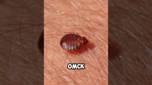 Основные признаки наличия клопов в квартире
