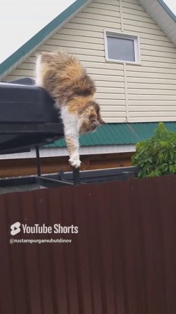 кошка 2