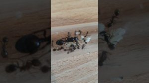 что же произошло с messor barbarus и история колонии
