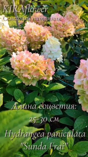 Гортензия Сандей Фрайз