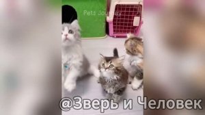 Дикий смех: звери и люди без тормозов! 😂 [Выпуск №2]