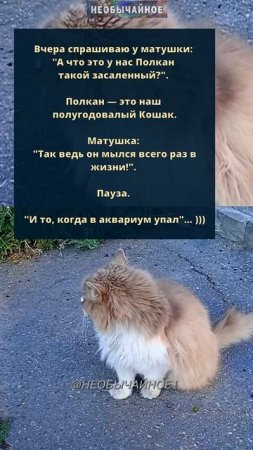 Полкан и гигиена #кошки #котики #кот