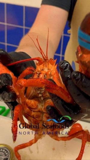 🦞 Праздник вкуса — свежий лобстер из штата Мэн!
Побалуйте себя настоящим деликатесом — дикий лобст