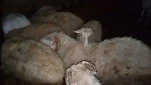 ЖИВОТНЫЕ 🐐🐑 - ЕДЯТ КУКУРУЗУ 🌽