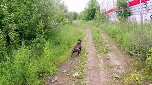 Амстафф 8 месяцев_20250622