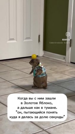 Суслик непонимающе смотрит по сторонам 🦫