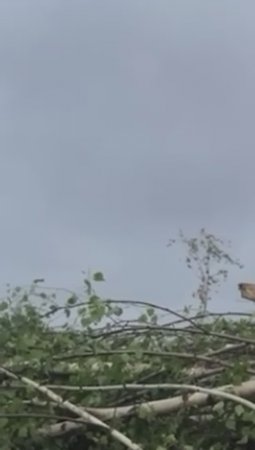 Наш клип на forest будет здесь уже через неделю!