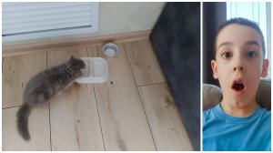 Я КУПИЛ 5 Вещиц ДЛЯ КОШКИ НА WB!