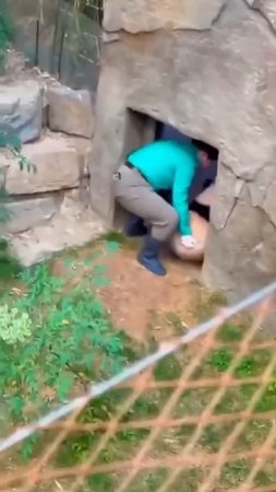 В Китае есть несколько крупных центров по разведению гигантских панд. Обычный день  центра.