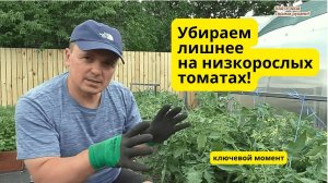 Формировка низкорослых томатов на максимальный урожай- убираем лишнее!