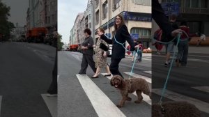 Лапы в руки и гулять! С Настей и Лизой 🐶