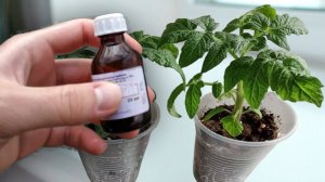 1 Капля и Стебель у Рассады Быстрый и Сильный За 48 Часов! Коренастая Рассада!