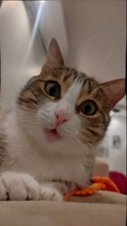 Милый котик 💓💋❤️