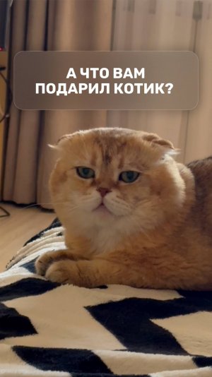 А что вам подарил котик?