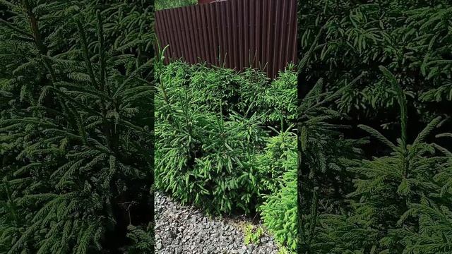 Живая изгородь из лесных елей.