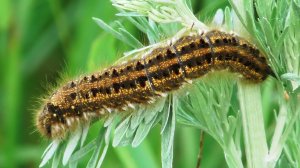 Гусеница. Коконопряд травяной ( Euthrix potatoria )