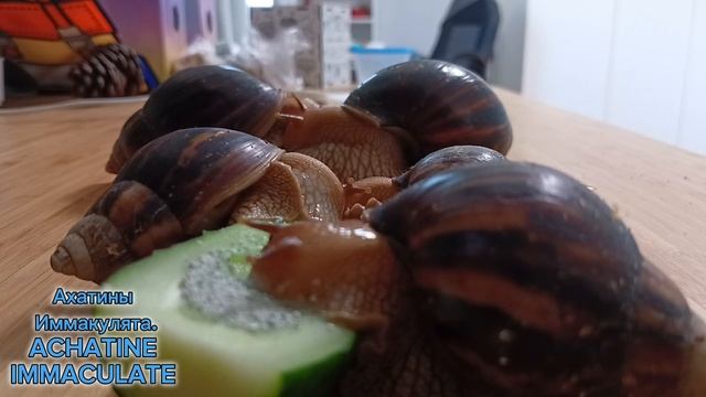 Голодные улитки  кушают огурец .