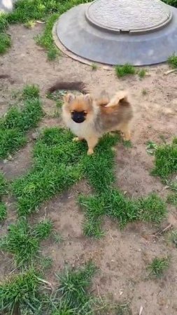 #щенки #милота #шпиц