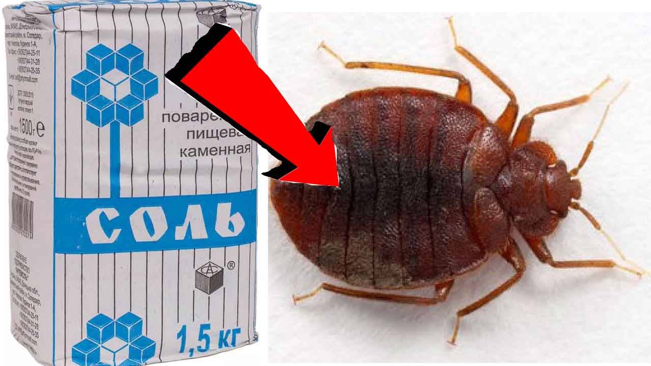 Как избавиться от клопов За 3 Секунды!..!..!.