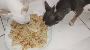 Сегодня у хвостиков пир горой.