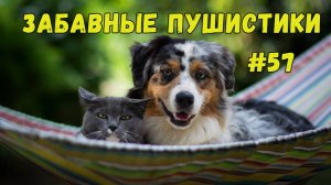 Я РЖАЛ ДО СЛЕЗ 😹 СМЕШНЫЕ КОШКИ И СОБАКИ  СМЕШНЫЕ ЖИВОТНЫЕ 2025 😹 ЛУЧШИЕ ПРИКОЛЫ #57