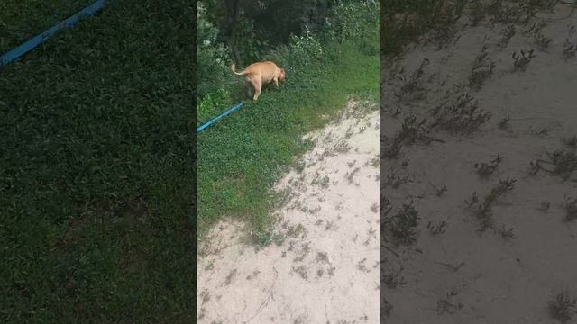 ЧЕШИРА  #Шереметьевский   #приют