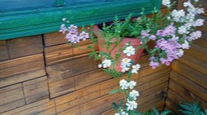 Мои цветочки.