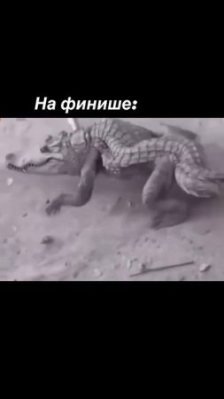 2231076365888063530