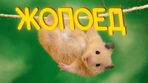 ПРИКОЛЫ ОТ ЧЕЛОЗАВРА 2025 / ЖОПОЕД / СМЕШНЫЕ ВИДЕО / МЕМЫ