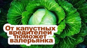 Обработка капусты валерьянкой — как использовать валерьянку для защиты и роста капусты