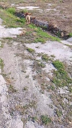сегодня день собак , зделала праздник 2м собачкам уличным . купила им косточек пусть порадуются .