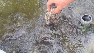 Лакомство для Лидеров, Африканский Сомики