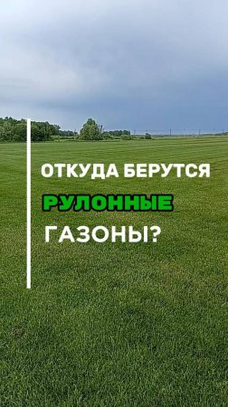 Где взять газон без долгого выращивания?🌱 #парковка #благоустройствоучастка #газон #дорожки
