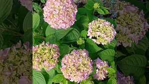 Ах, это лето! 02.07.2025г.